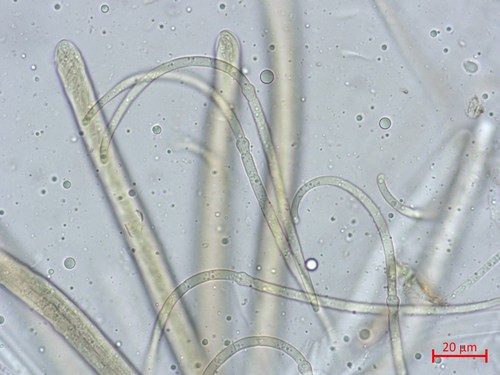 Nodulosporia cirsii - 