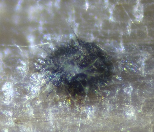 Nematostoma - 3fach septiert / haarig - 