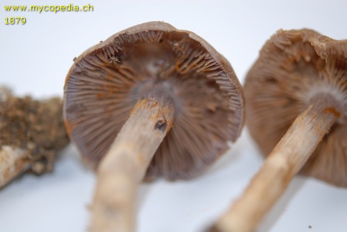 Cortinarius anomalus - 