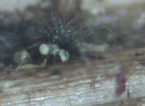 Nematostoma - 3fach septiert / haarig - 