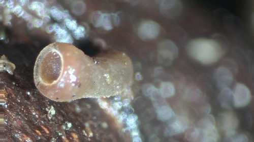 Ombrophila janthina - 