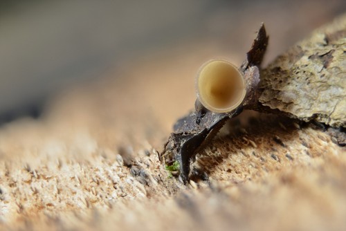 Ombrophila janthina - 