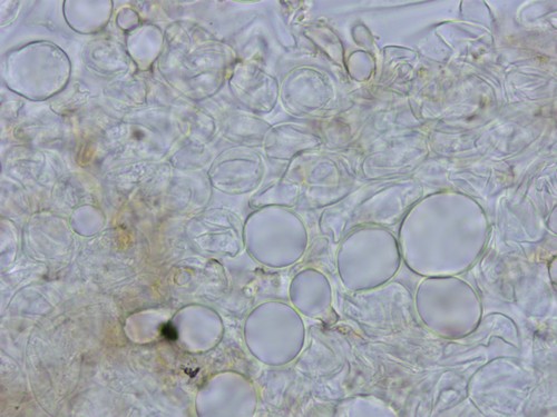 Ombrophila janthina - 