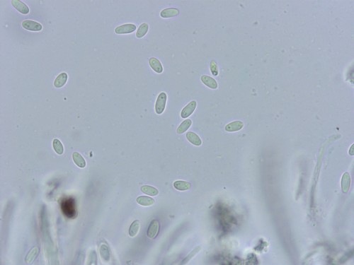 Ombrophila janthina - 