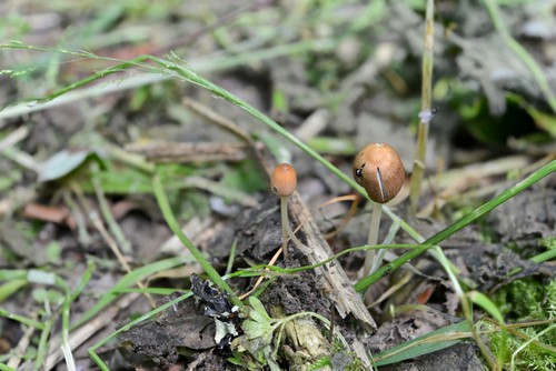 Parasola auricoma - 