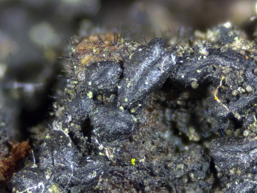 Hysterium acuminatum - 