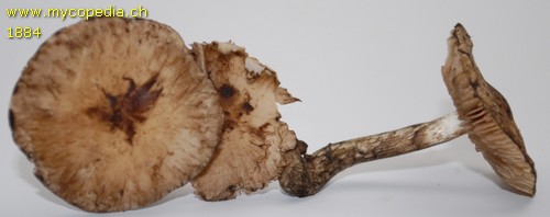 Psathyrella maculata - 