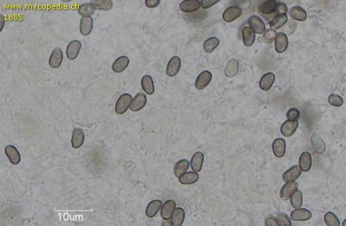Psathyrella maculata - Sporen - Wasser  - 
