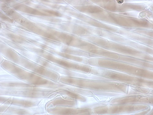 Pluteus atromarginatus - 