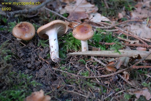 Hygrophorus discoideus - 