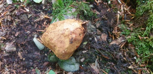 Pulveroboletus lignicola - 