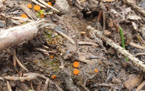 Cheilymenia crucipila - 