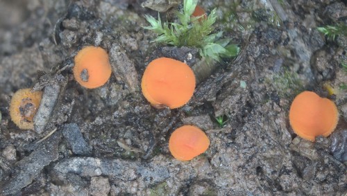 Cheilymenia crucipila - 