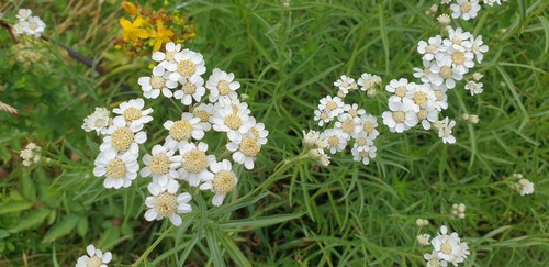 Achillea ptarmica - 