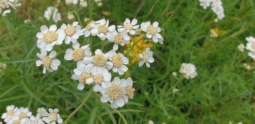 Achillea ptarmica - 