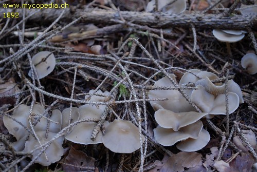 Clitocybe metachroa - 