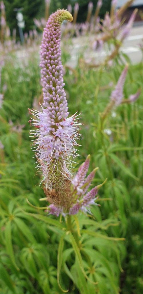 Veronicastrum virginicum - 