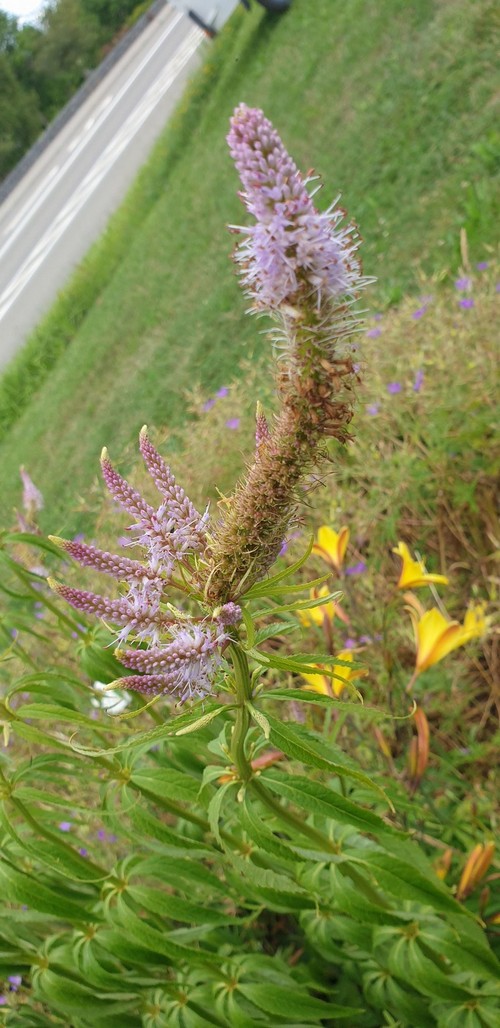Veronicastrum virginicum - 