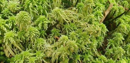 Sphagnum girgensohnii - 