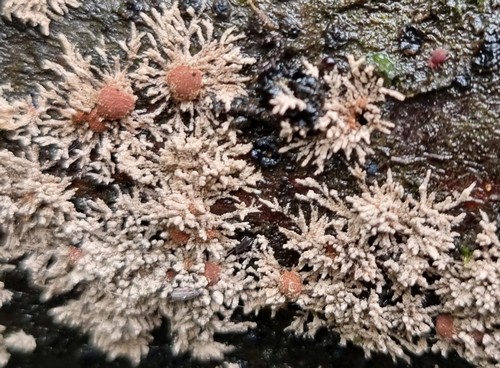 Hypoxylon howeanum - 