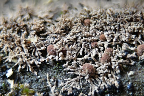 Hypoxylon howeanum - 