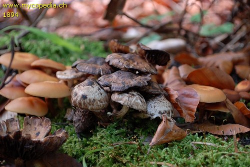 Psathyrella maculata - 