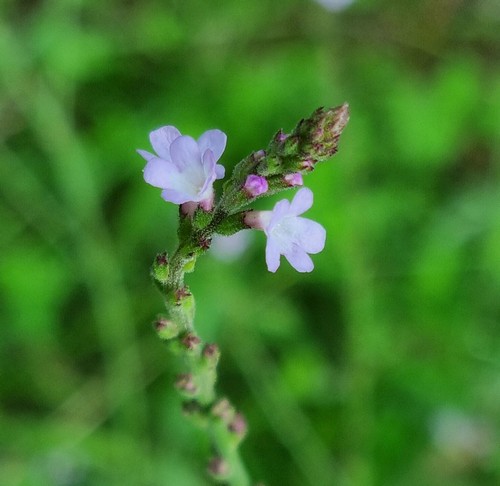 Verbena officinalis - 