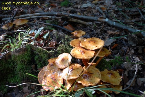 Pholiota jahnii - 