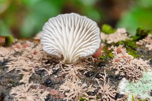 Hohenbuehelia grisea - 