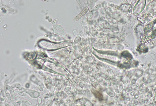 Hohenbuehelia grisea - 