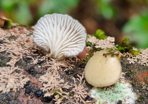 Hohenbuehelia grisea - 