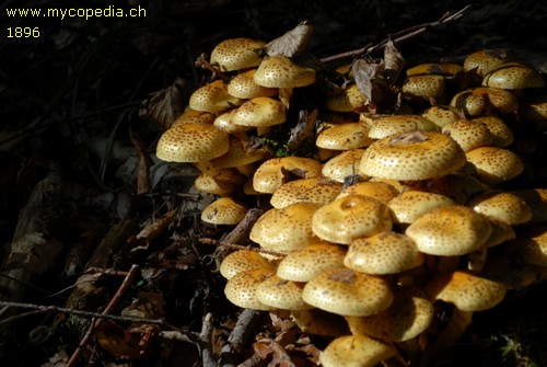 Pholiota jahnii - 