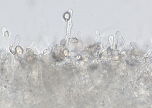 Clitopilus cystidiatus -  - Wasser 