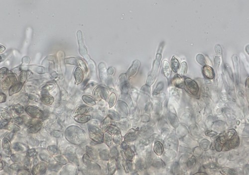 Clitopilus cystidiatus -  - Wasser 