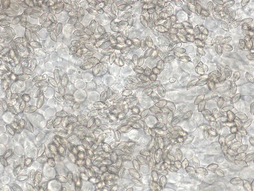 Clitopilus cystidiatus -  - Wasser 