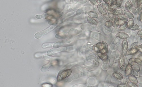 Clitopilus cystidiatus - 