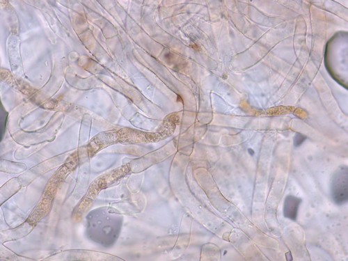 Clitocybe costata - HDS - Wasser  - 