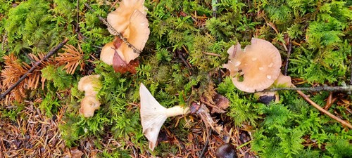 Clitocybe costata - 