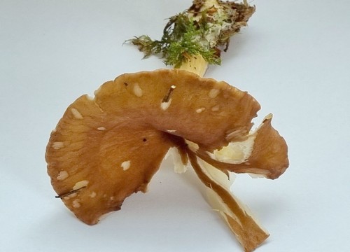 Clitocybe costata - 