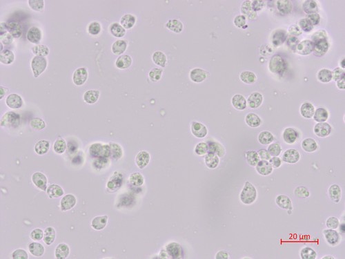 Clitocybe costata - Spore/n - Wasser  - 