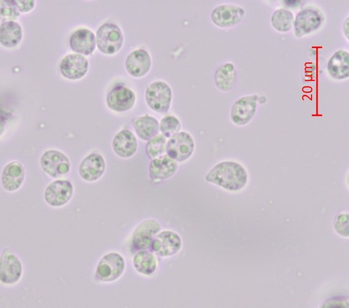 Clitocybe costata - Spore/n - Wasser  - 