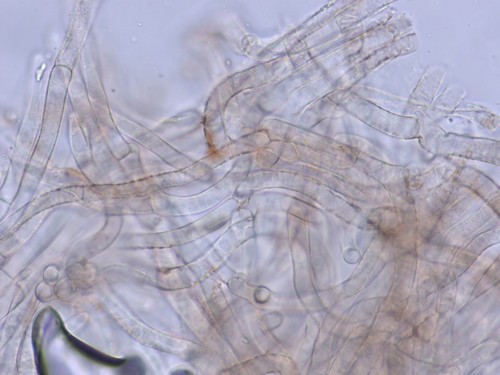 Clitocybe costata - HDS - Wasser  - 