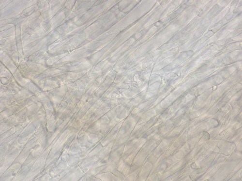 Infundibulicybe gibba - HDS - Wasser  - 
