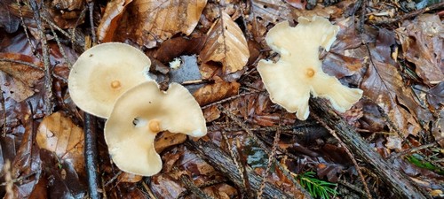 Infundibulicybe gibba - 
