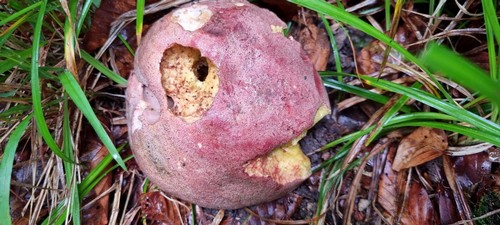Butyriboletus fuscoroseus - HDS - Wasser  - 