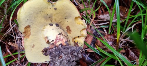 Butyriboletus fuscoroseus - 