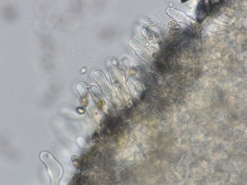 Simocybe centunculus - 