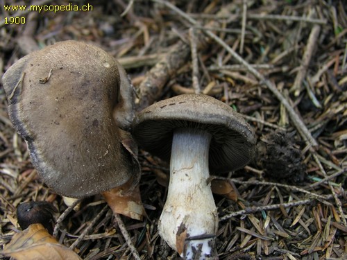 Cortinarius infractus - 