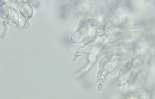 Hohenbuehelia grisea - 