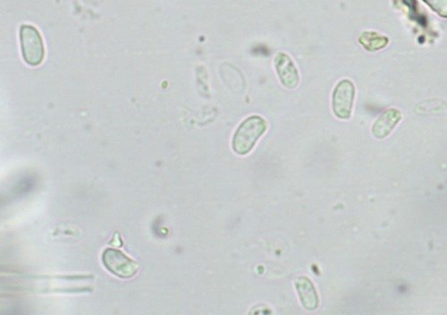 Hohenbuehelia grisea - Spore/n - Wasser  - 